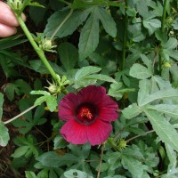 Hibiscus radiatus Cav.